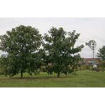 Bur Oak